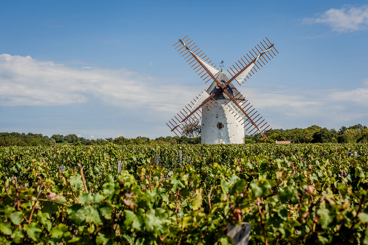 moulin vignoble vin mareuillais fiefs vendéens rosnay