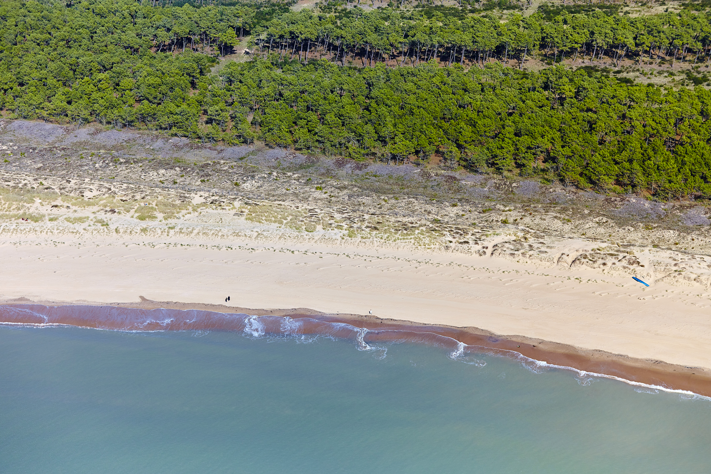 La plage naturiste de La Faute-sur-Mer vous habille de nature préservée : estran, dunes, forêt