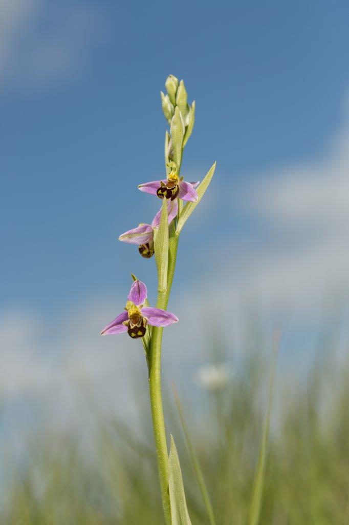13_Ophrys apifera-Ophrys abeille   21 mai 2020 Saint germain de Princay 85BS