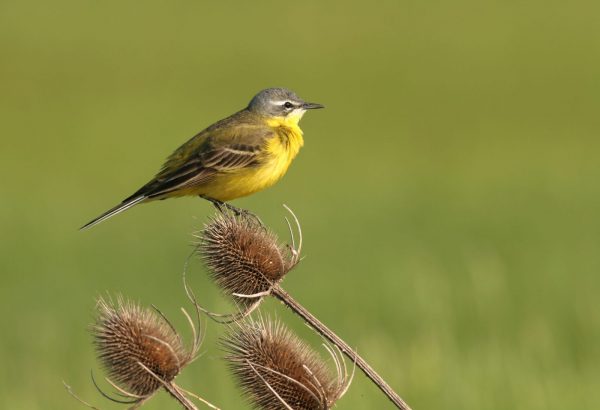 Sortie nature, les oiseaux chanteurs du Bocage