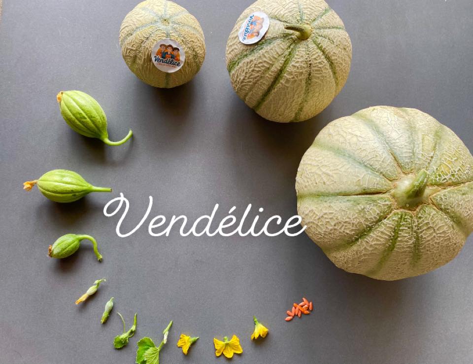 Développement melon Vendélice
