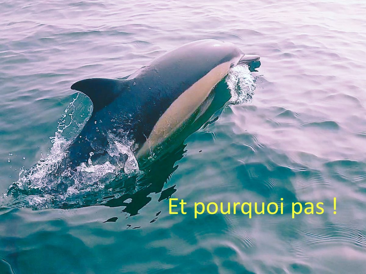 ESCAPADE MARINE-L’AIGUILLON-LA-PRESQU’ILE-dauphin