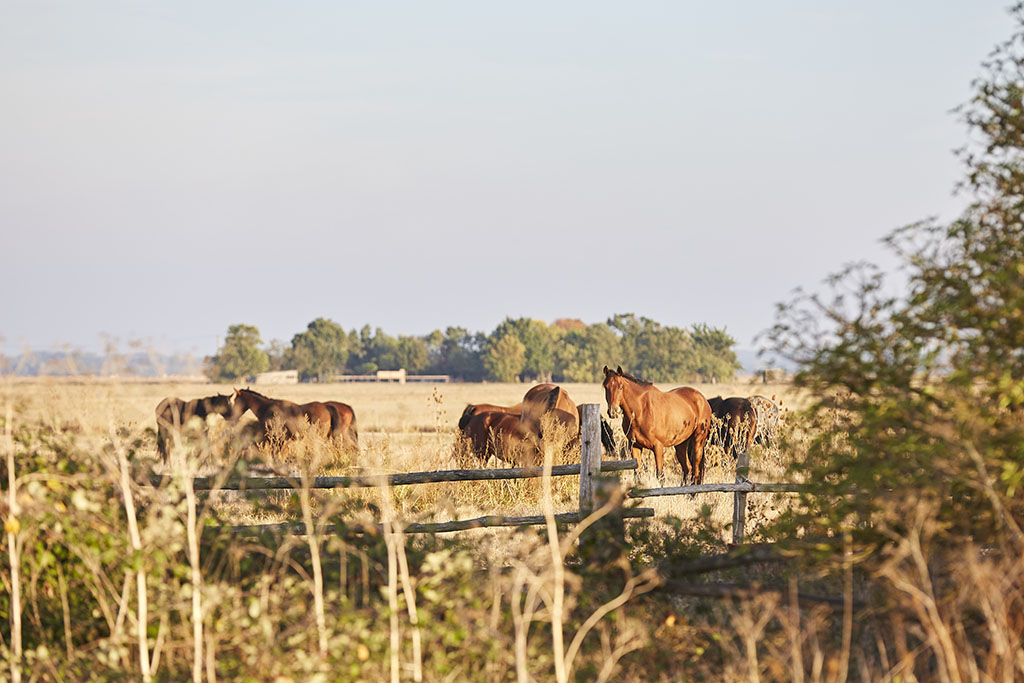 Réserve Vacherie-Champagné-les-Marais-photo chevaux dans la prairie