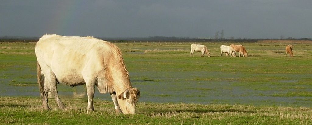 Réserve Vacherie-Champagné-les-Marais- Photo vaches en pâturage